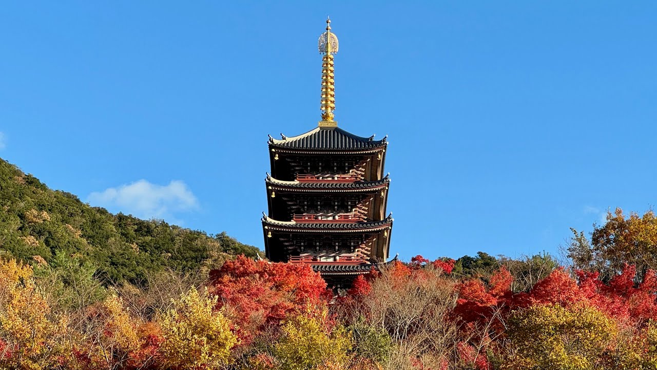 紅葉　見頃　念佛宗総本山「佛教之王堂」2024年11月30日　兵庫県加東市　 Nenbutsushu Muryojuji Temple in autumn