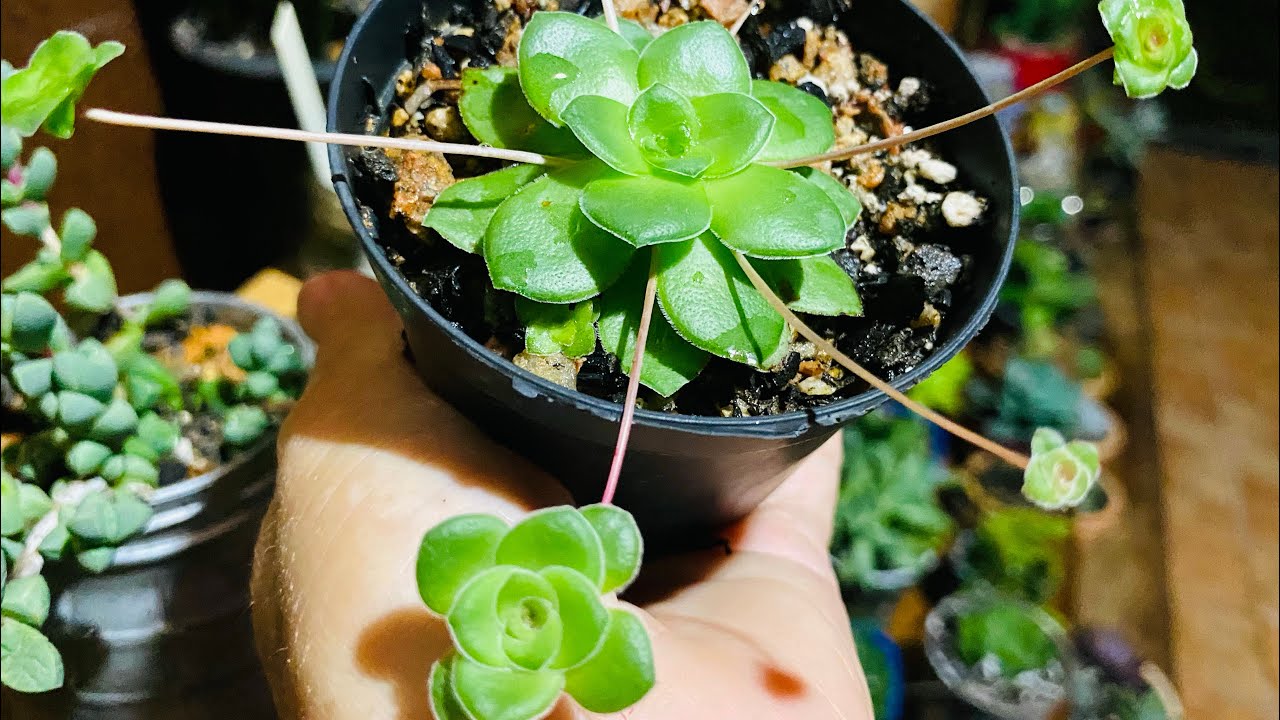 20 CRASSULAS IDENTIFICADAS/ SUCULENTAS E SUAS IDENTIFICAÇÕES