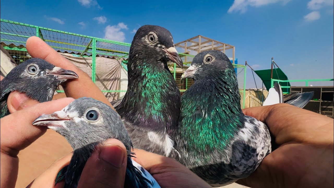Ferozpuri banke pathy pathiyan || subscriber ki farmaish per || blue eyes pigeon