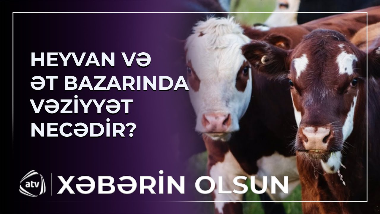 Heyvan və ət bazarında vəziyyət necədir?  / Xəbərin olsun