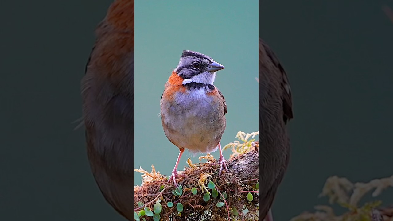 Rufous collared sparrow #birds #relax #wildlife #birdslover #birdingparadise #birdwatching