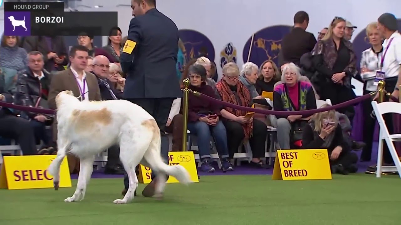 Borzois | Breed Judging 2020