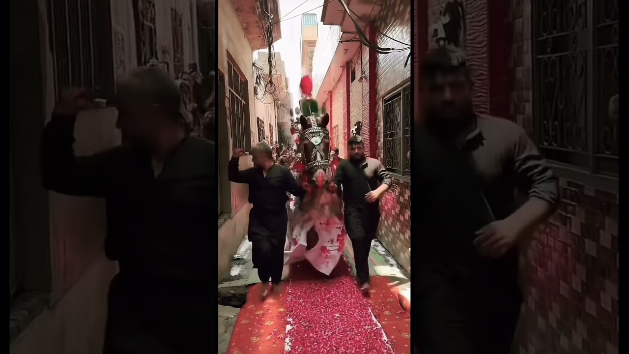#zuljanah #haideryroad#foryou #ashora #alizain #nohas #ashura #ashora