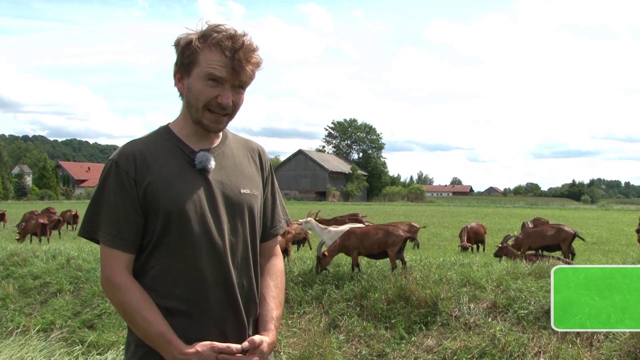 Tierwohl Ziege Bio-Milchziegen auf der Weide