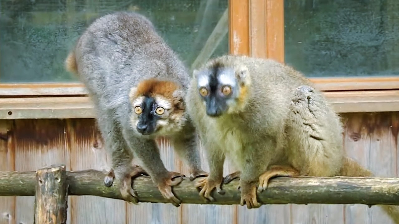 Parc de Branféré, la vie sauvage au coeur de la Bretagne