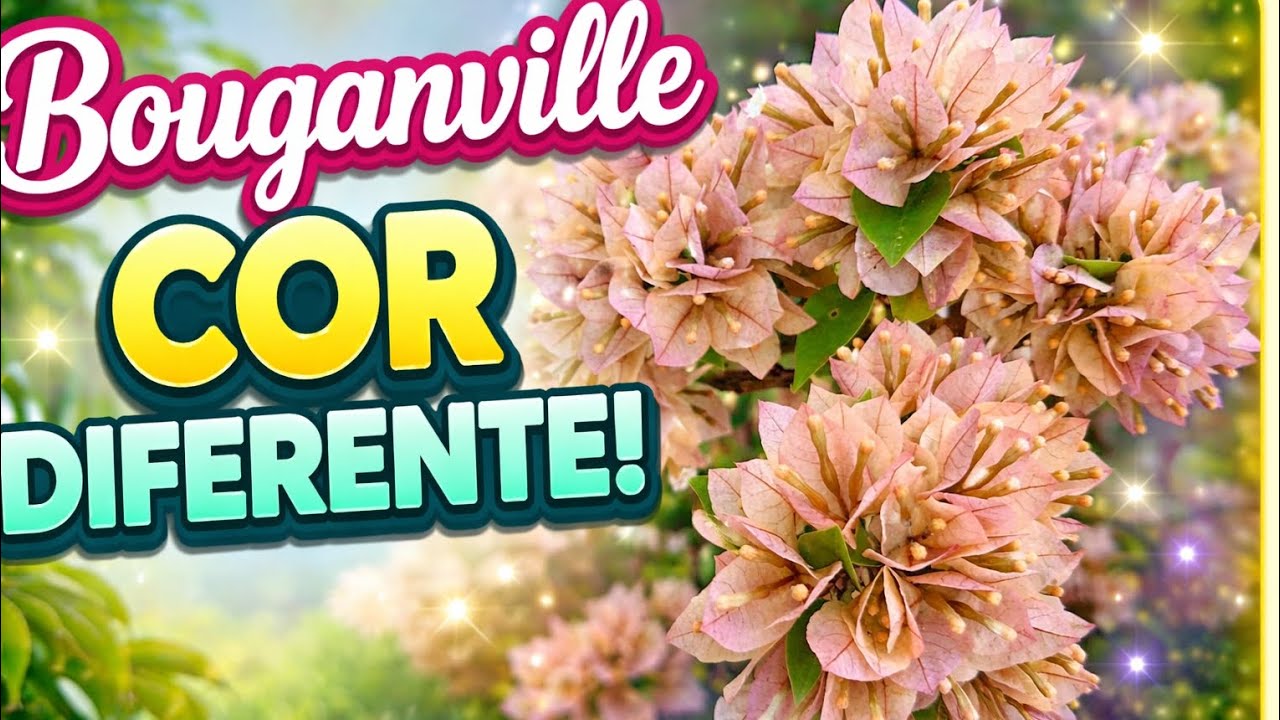 Transplante de uma bouganville  da cor diferente 