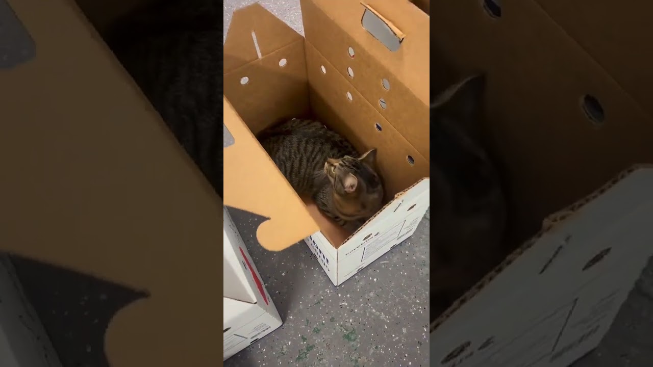 @riverkittycatcafe: 🔔ВНИМАНИЕ, РАСПАКОВКА🔔 Сегодня мы привели в лаунж 4 новых котят!