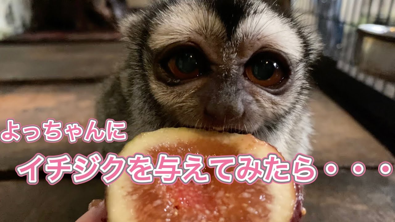 ヨザルのおばあちゃん「よっちゃん」に普段は与えないイチジクを与えてみました♪