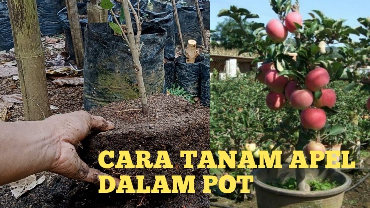 Cara memindah bibit apel ke dalam pot#apel#tambulampot