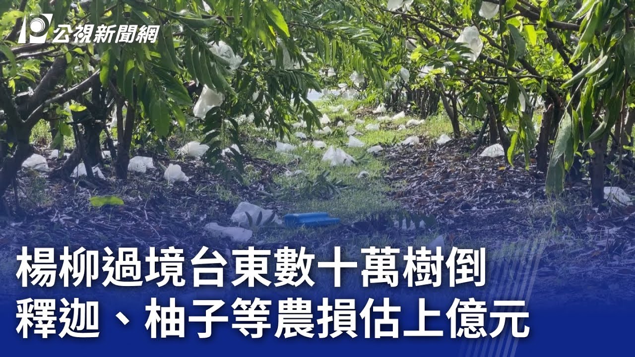 楊柳過境台東數十萬樹倒 釋迦、柚子等農損估上億元｜20250814 公視晚間新聞