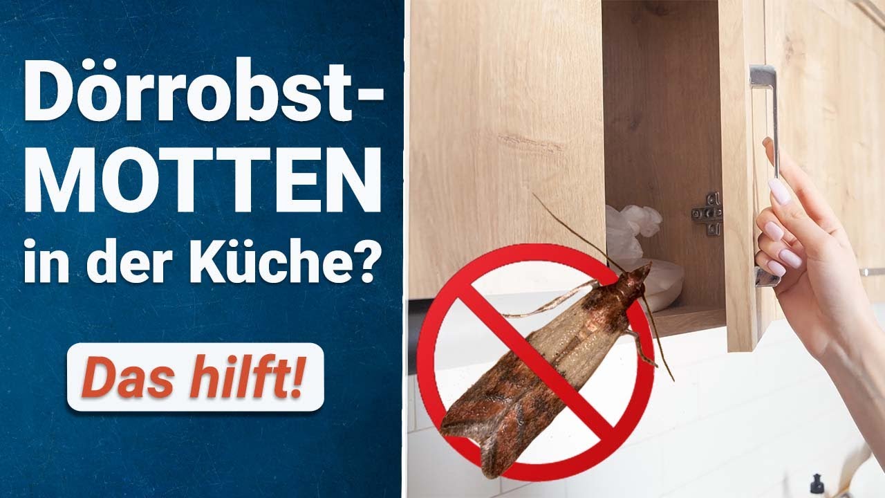 Motten in der Küche bekämpfen | Das hilft gegen Dörrobstmotten!