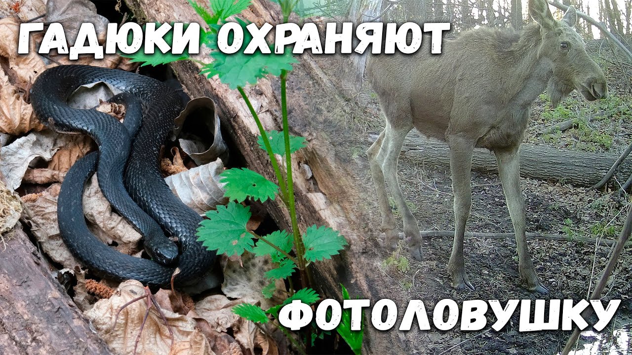 Опасны ли гадюки для человека?| Изучаем их вместе с герпетологом| Толпы зверей на фотоловушке
