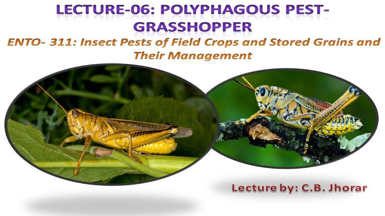 ENTO-311 : Lecture 06- Polyphagous Pest- GRASSHOPPER