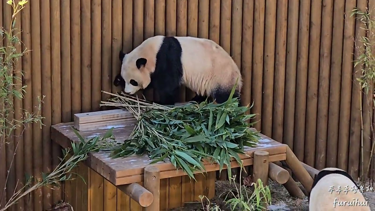 2026.1.28. Winter Good Morning Bao Family🐼🐼 뚠빵뚠빵 아침 산책