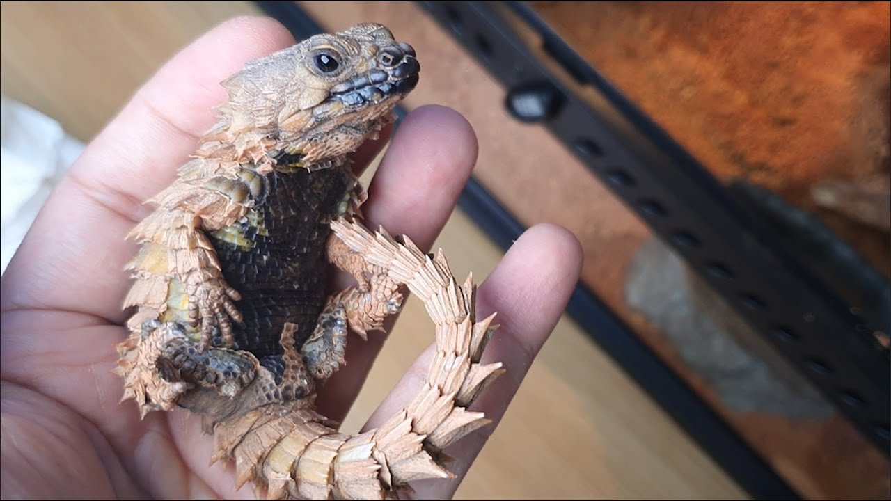 사고 쳤습니다. 결국 차 살돈으로 용드래곤을 입양했습니다ㄷㄷ /realistic dragon girdle tailed armadillo lizard