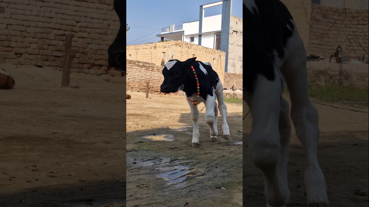 इतनी सुंदर HF बछड़ी देखी है कभी? 😍 | ABS से जन्मी Perfect Calf!