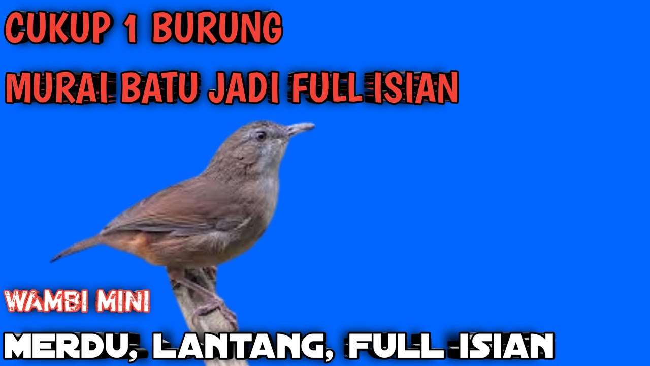 wambi mini paling gacor full materi