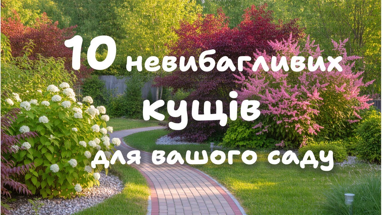 10 Невибагливих  декоративних  кущів для початківців.