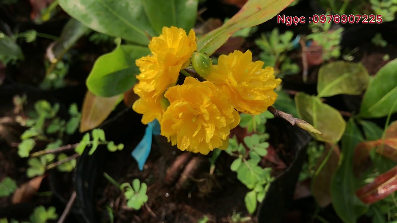 ƯU NHƯỢC ĐIỂM GIỐNG C&Uacute;C QU&Iacute; PHI TỐNG QUANG