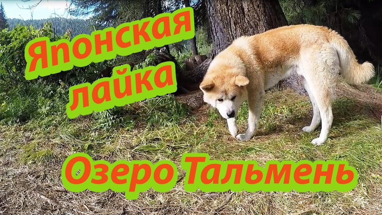 Хариусовка Озеро Тальмень в Горном Алтае Японская Лайка отбирает улов