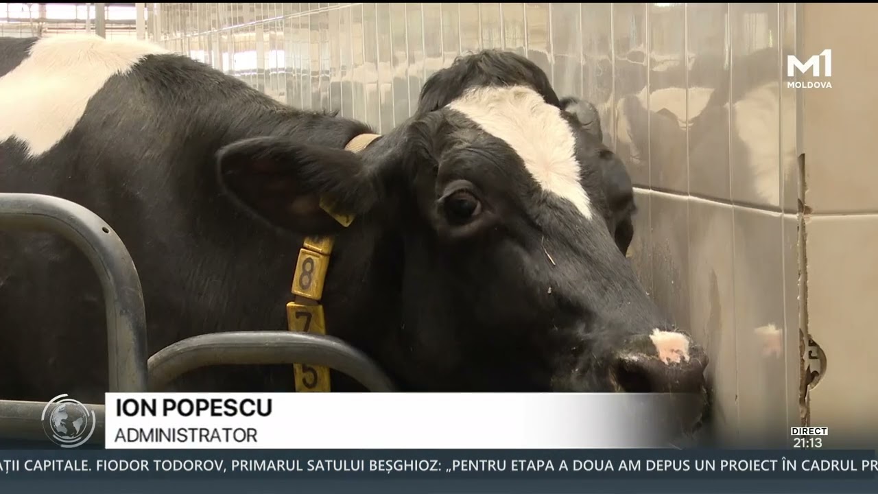 Subvențiile și tehnologia cresc producția de lapte &icirc;n R. Moldova