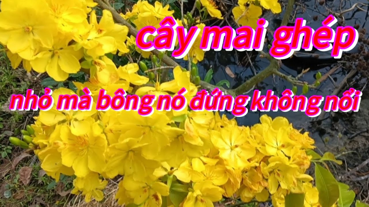 🌺 Vườn mai anh bông tự ghép, cây mai nhỏ mà bông không tưởng tượng nổi 🌺@ DUNG DUONG 