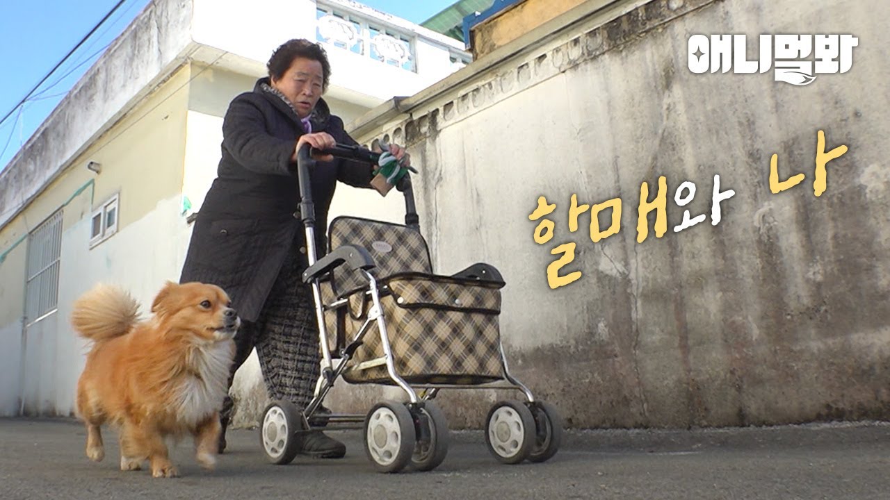 Only you... 할매 따라 붙은 견딱지🐶ㅣA Dog Is Following ONLY Grandma