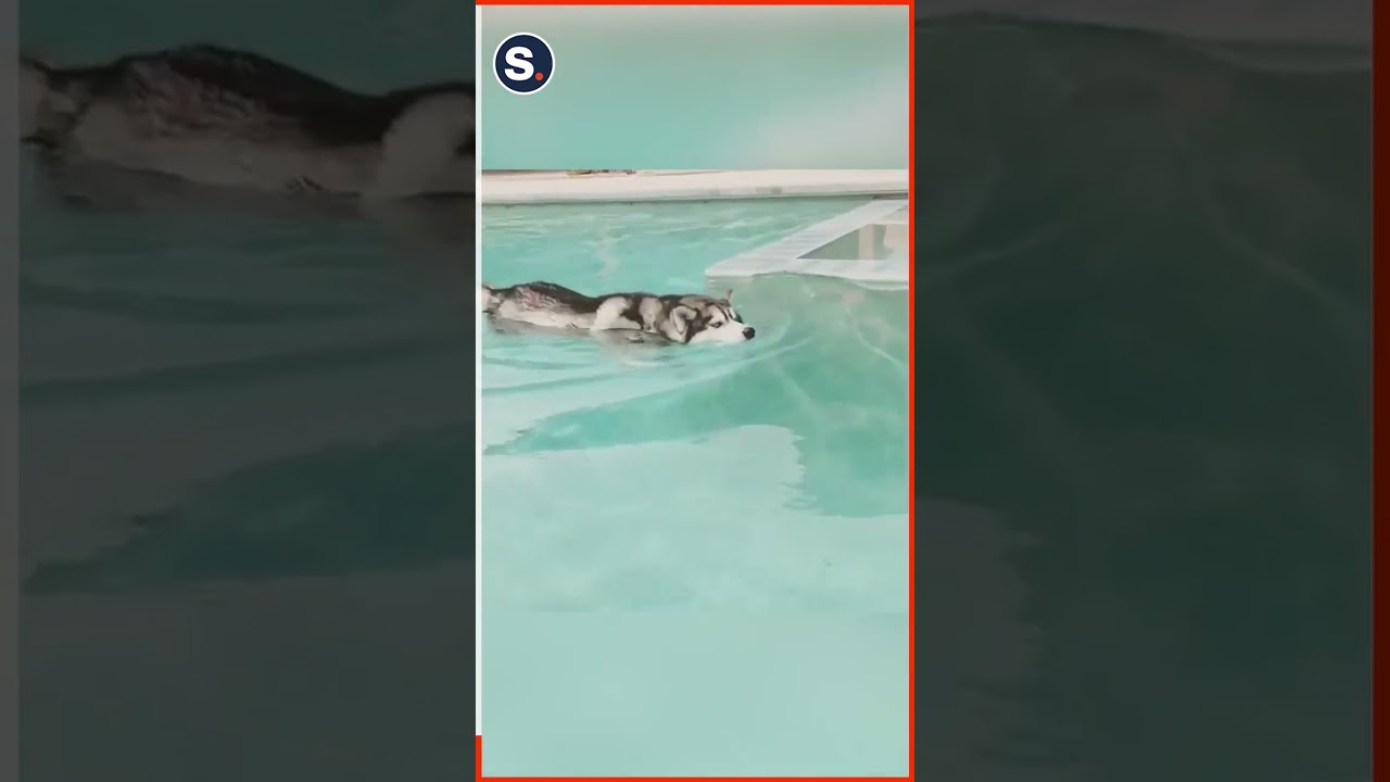 Husky Thinks He's a Shark