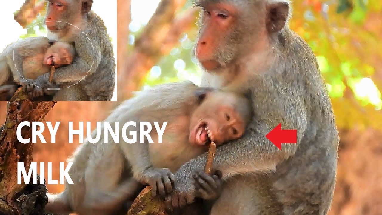 NO MILK NOT FEEDING , JANET CRY SOUND LOUDLY ANGRY MOM JANE STOP MILK HER |