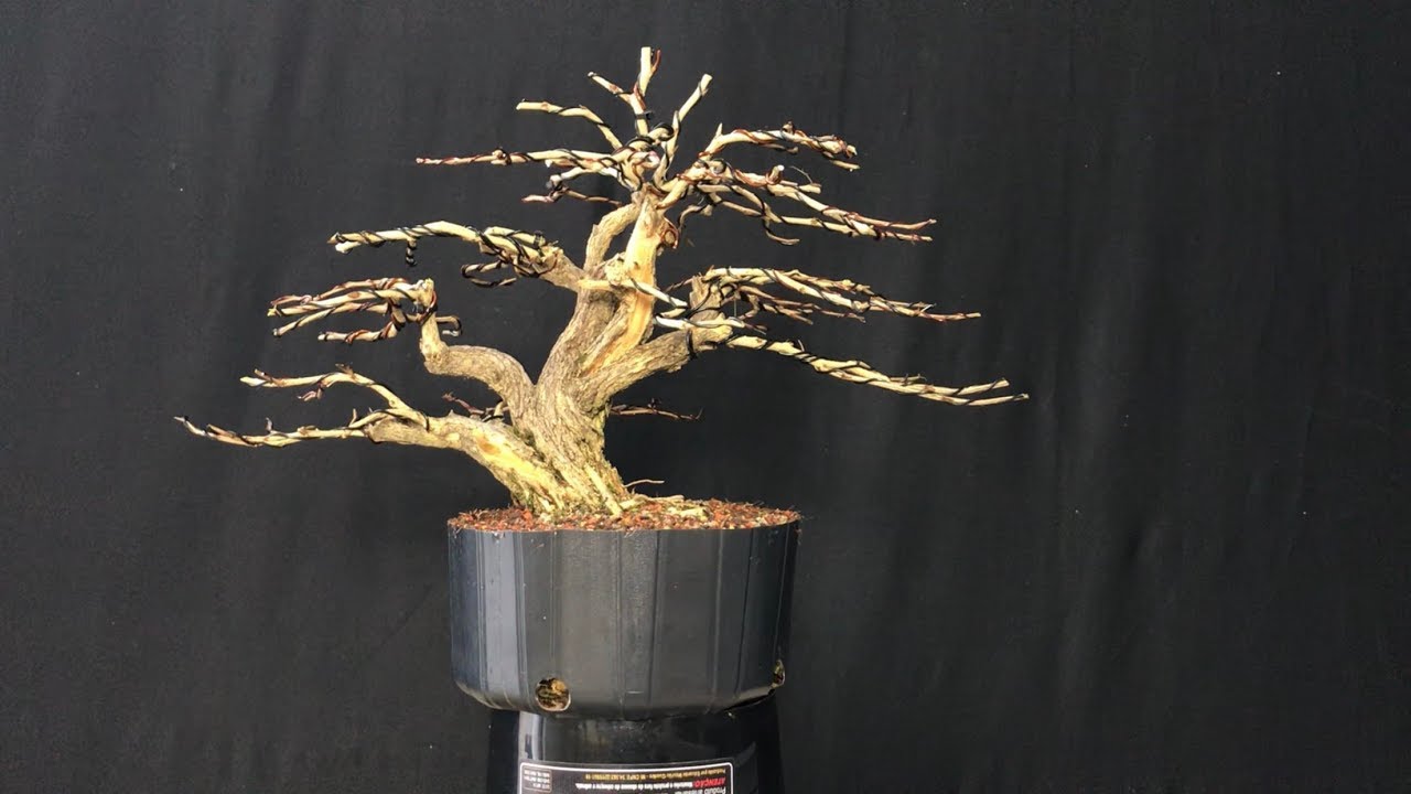 CALLIANDRA ESPINOSA SHOHIN - ESTILIZAÇÃO