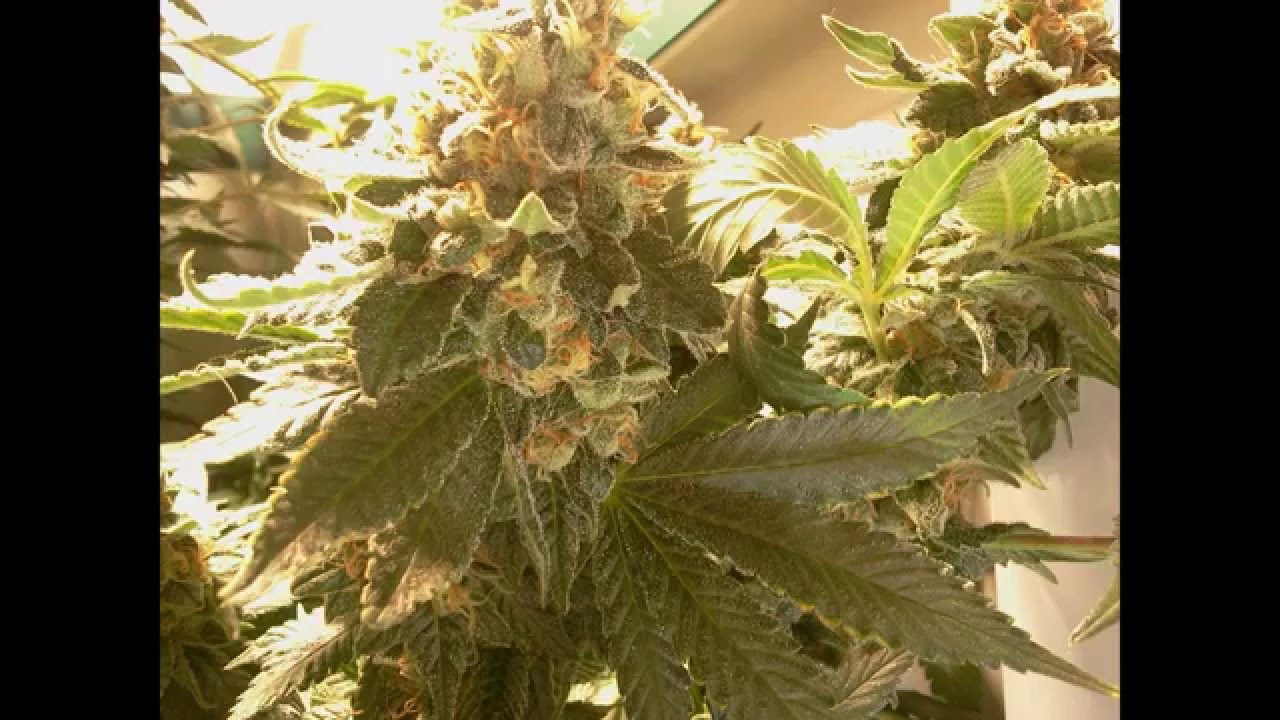 Spectrum King OG Kush 0,32 mts2 158 grams final