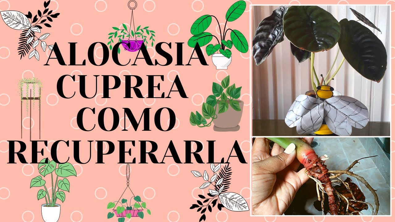 ALOCASIA CUPREA como RECUPERARLA  l manuplant