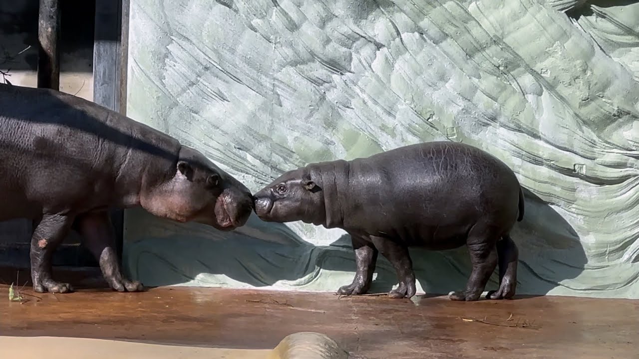 お眠だけどママと鼻タッチするコブシくん🦛　1月30日 上野動物園　コビトカバ