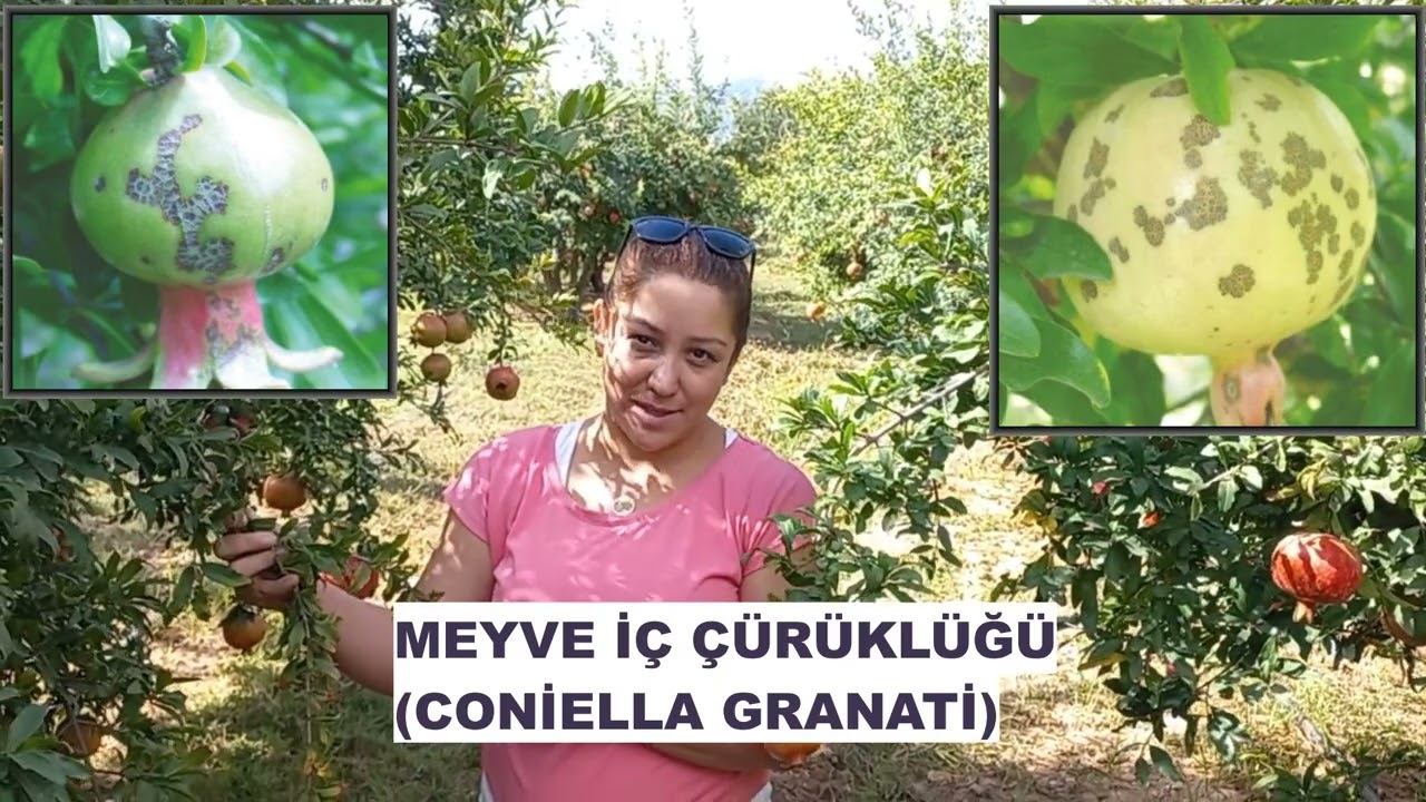 NAR HASTALIKLARI