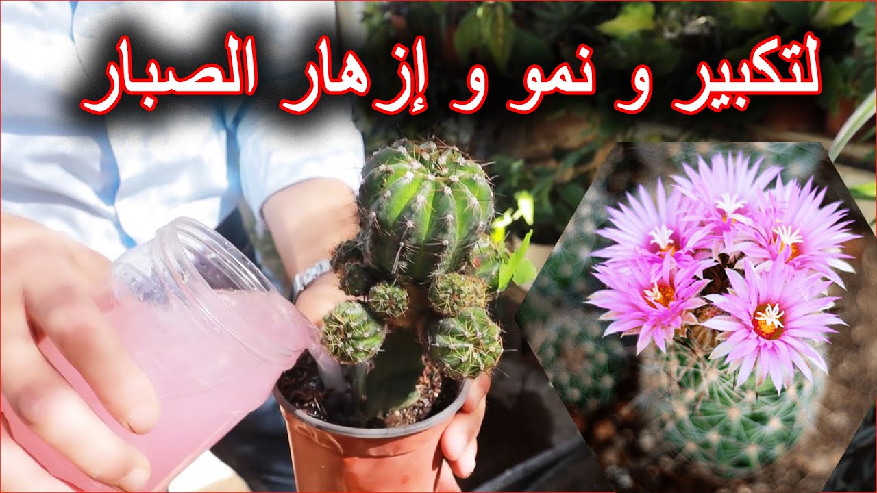 طريقة تكبير و نمو و تحفيز الصبار على الإزهار