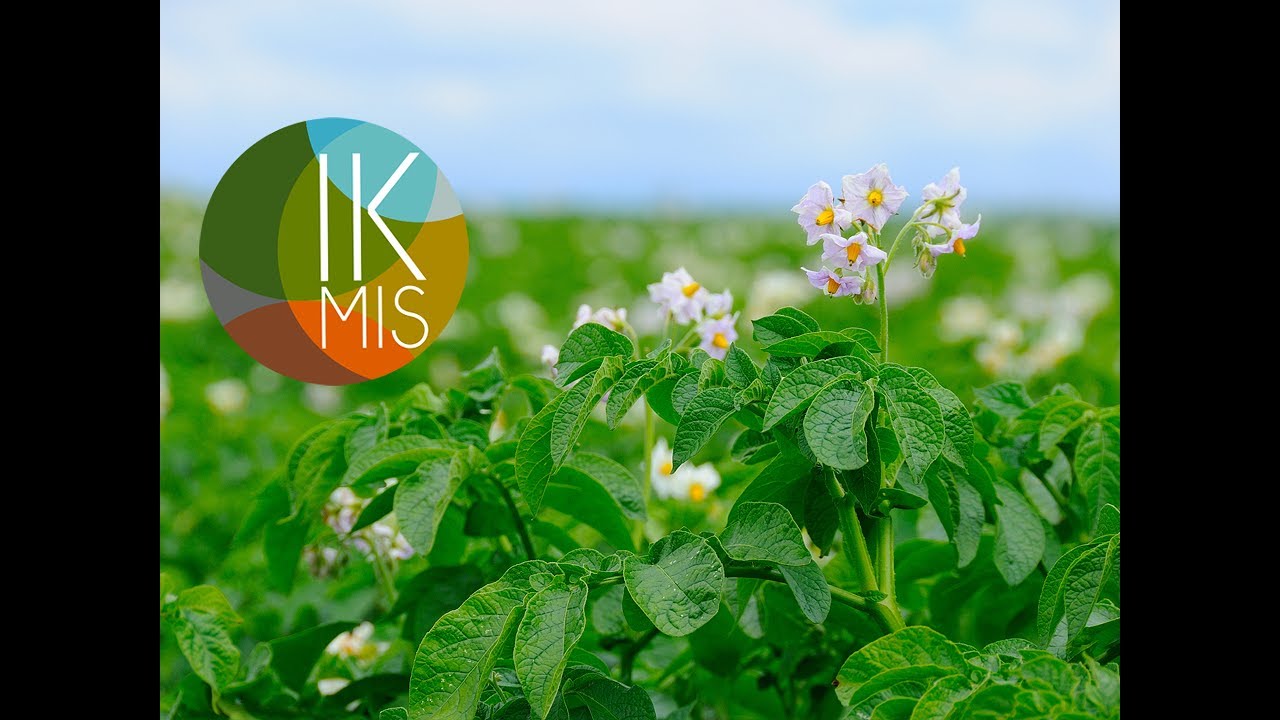 IKMIS. Pasėlių stebėjimas &ndash; situacija Rytų Lietuvoje