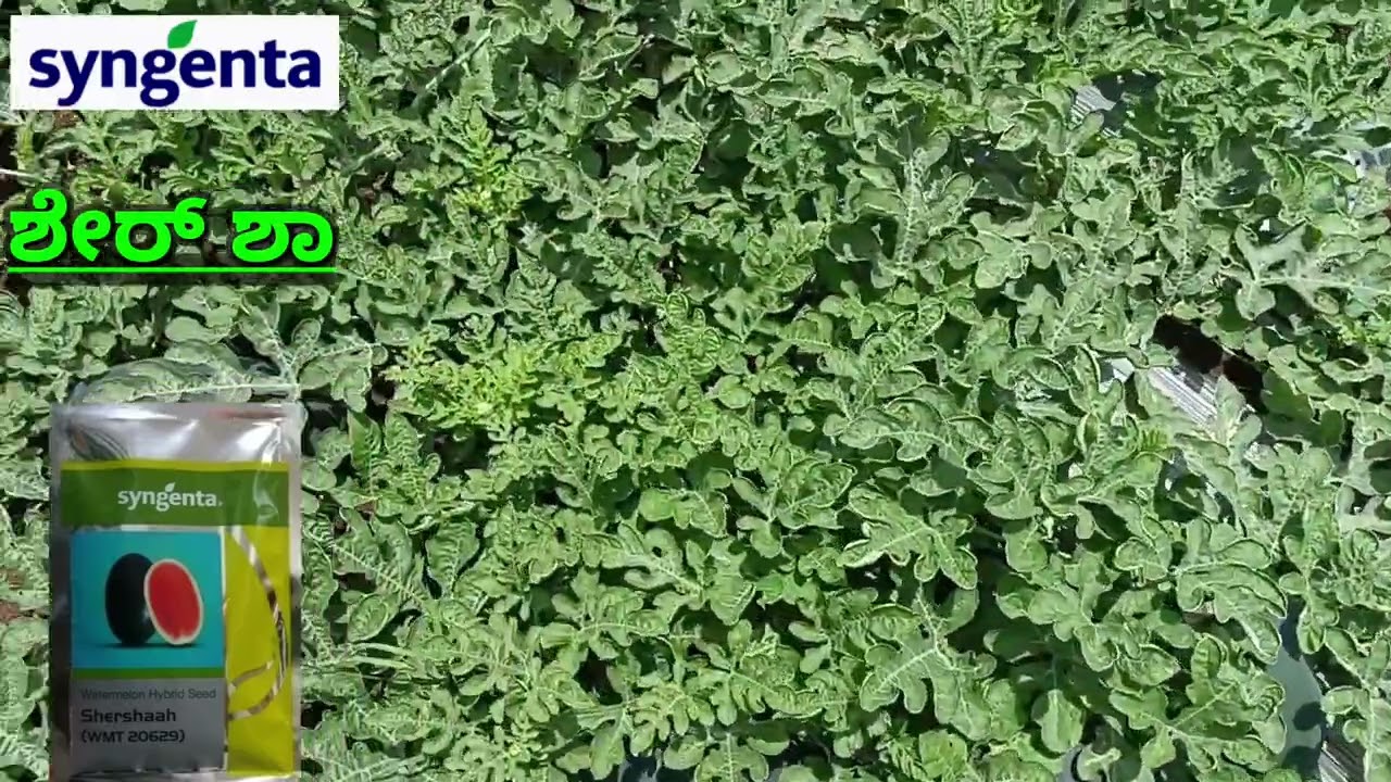 ಕಲ್ಲಂಗಡಿ ಸಿಂಜೆಂಟಾ ಕಂಪನಿ ಹೊಸ ಹೈಬ್ರಿಡ್ ಶೇರ್ ಶಾ Watermelon Syngenta company new hybrid Shershaah