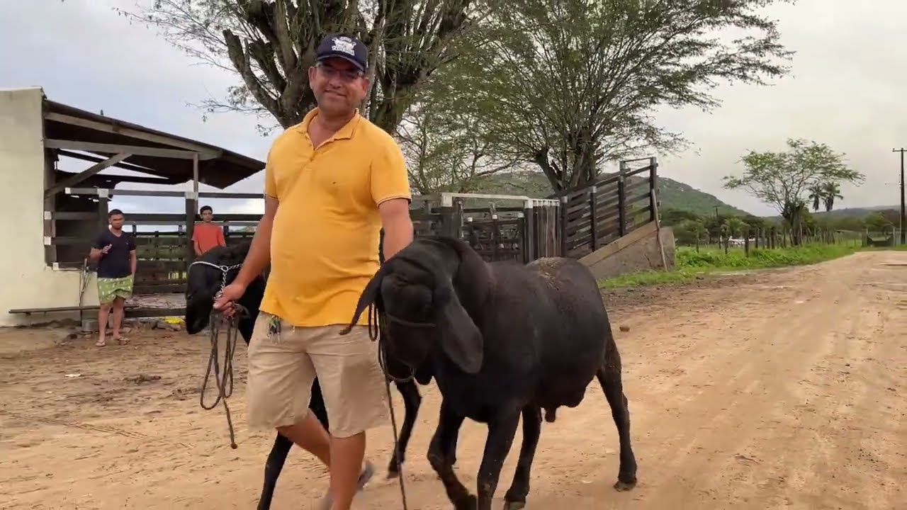 Maior Carneiro do Estado de Alagoas Berganes puro  19 - 06 - 2025 #nordeste