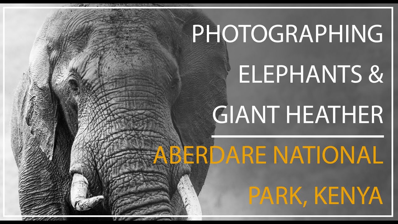 Risking OUR LIVES for a photograph - In the African Bush