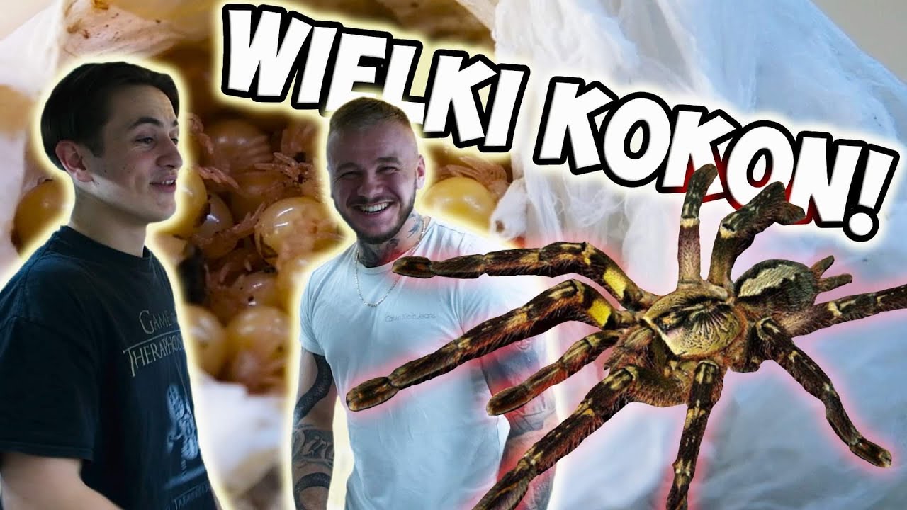 JAK ROZMNAŻAĆ PAJĄKI? - ODBIERAM KOKON!!! - WIZYTA U ARACHNOHOBBIA