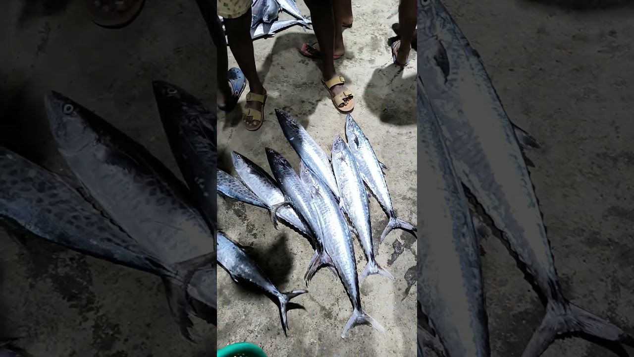 #thoothukudi fish Auction #fishing harbour #RamDinesh passion