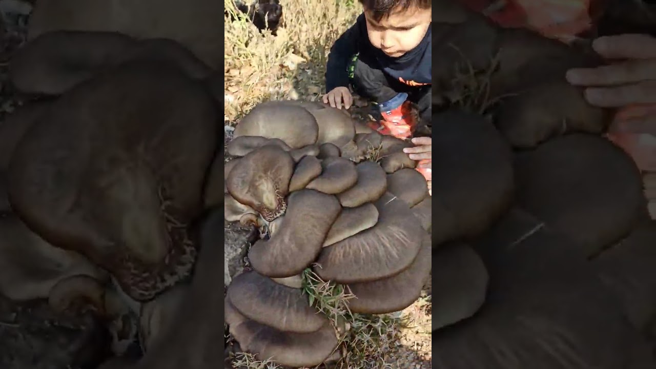 EN B&Uuml;Y&Uuml;K İSTİRİDYE MANTARI - KAVAK MANTARI - pleurotus ostreatus