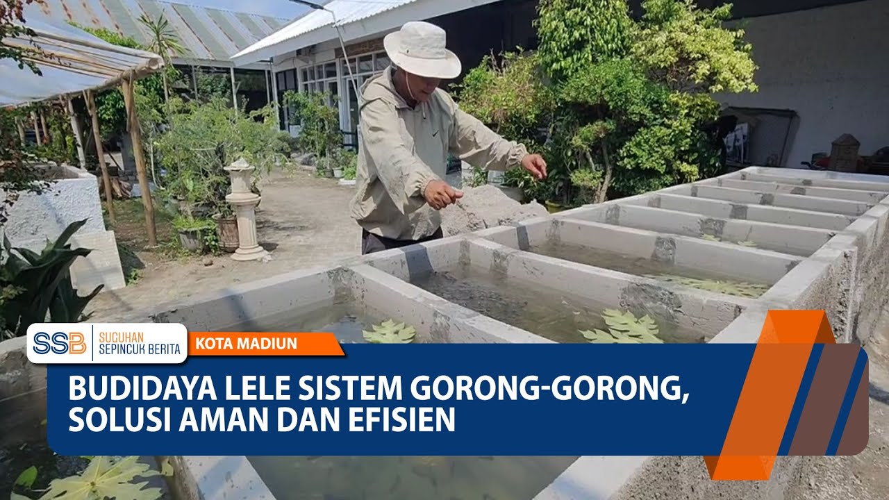KOTA MADIUN - Budidaya Lele Sistem Gorong-Gorong, Solusi Aman Dan Efisien