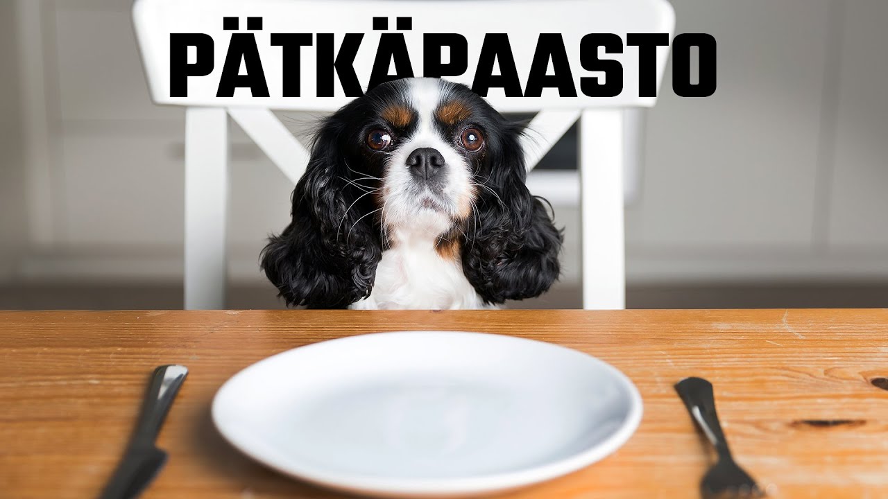 Pätkäpaasto 16 8 ja kaikki muut versiot - Mikä on paras?
