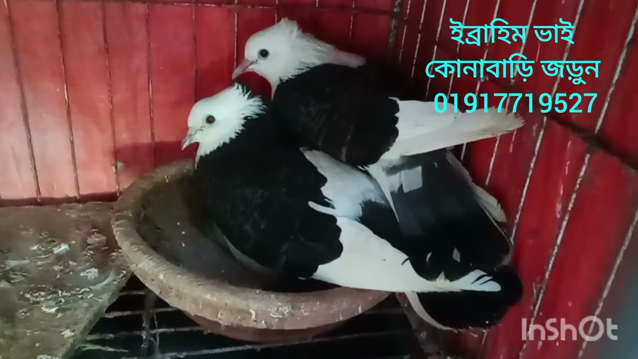 একজন প্রকৃত খামারির খামারে আসলাম কবুতর নিতে পারবেন খুবই কম দামে