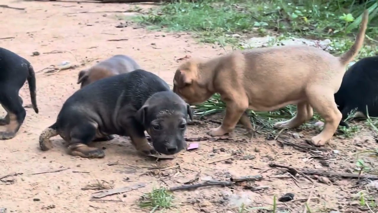 Meeting Of Puppies At Home 😅 Poor Family Dogs ~ VikbolPet