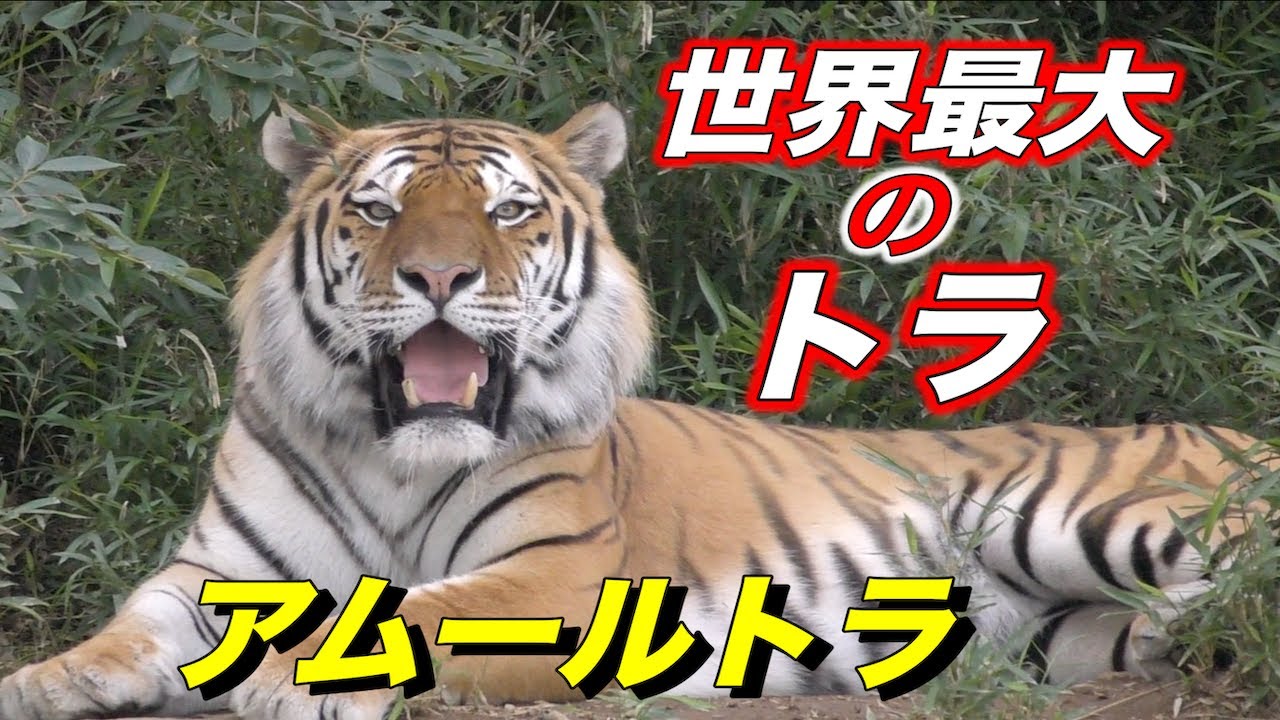 【虎／トラ】アムールトラの生態／トラの赤ちゃんも登場（Amour tiger）