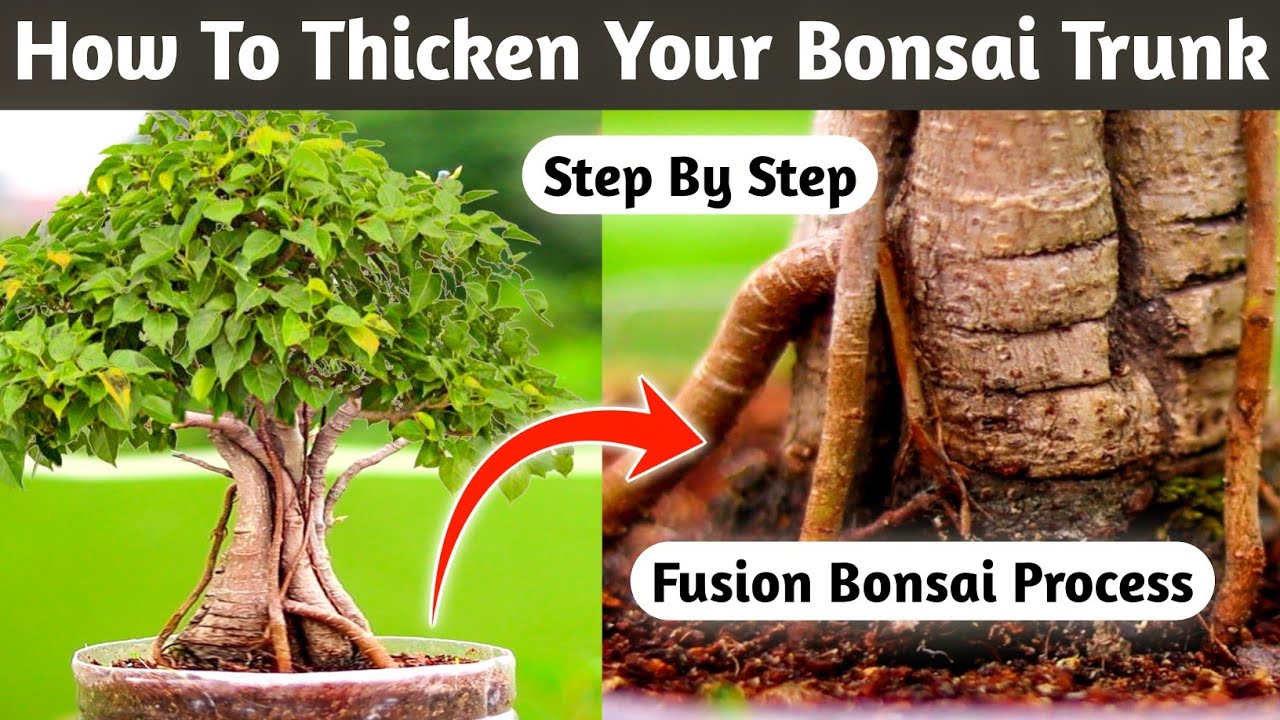How To Thicken Your Bonsai Trunk Through Fusion Process
