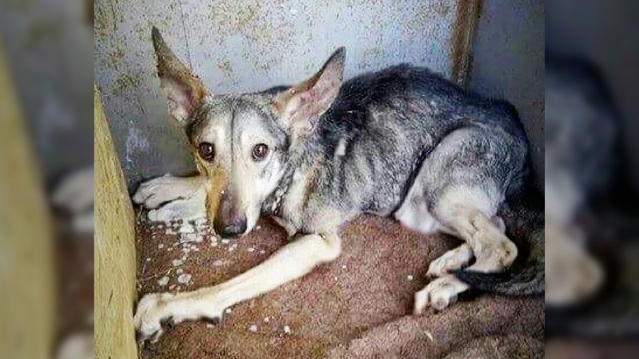 The life of a puppy locked up and growing up in a cramped cage for years with a deformed body