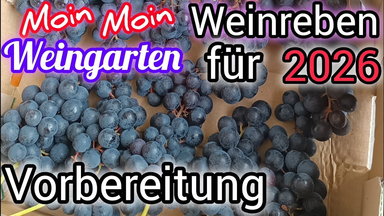 Weinrebe 2025. Vorbereitung f&uuml;r 2026